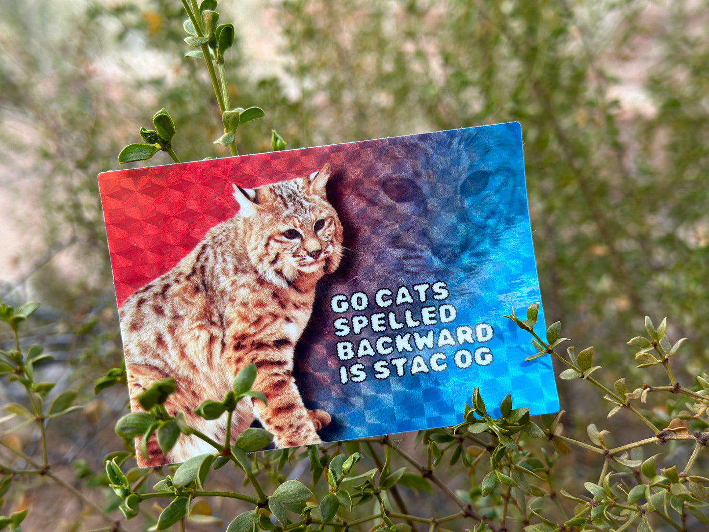 Arizona Fan Gift: Go Cats Spelled Backward is STAC OG (3.5x2.5 Rectangular Sticker) Tucson Lover silly sticker