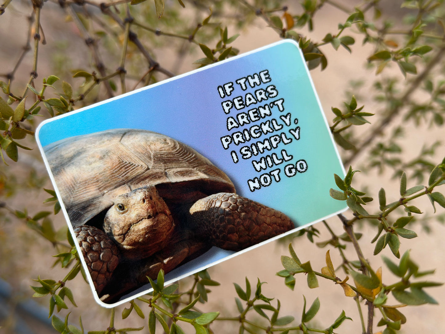 The best Tucson gift: If the Pears aren't Prickly, I simply will not go (3x2 Rectangular Sticker) Silly Arizona Tortoise sticker, Desert Gift