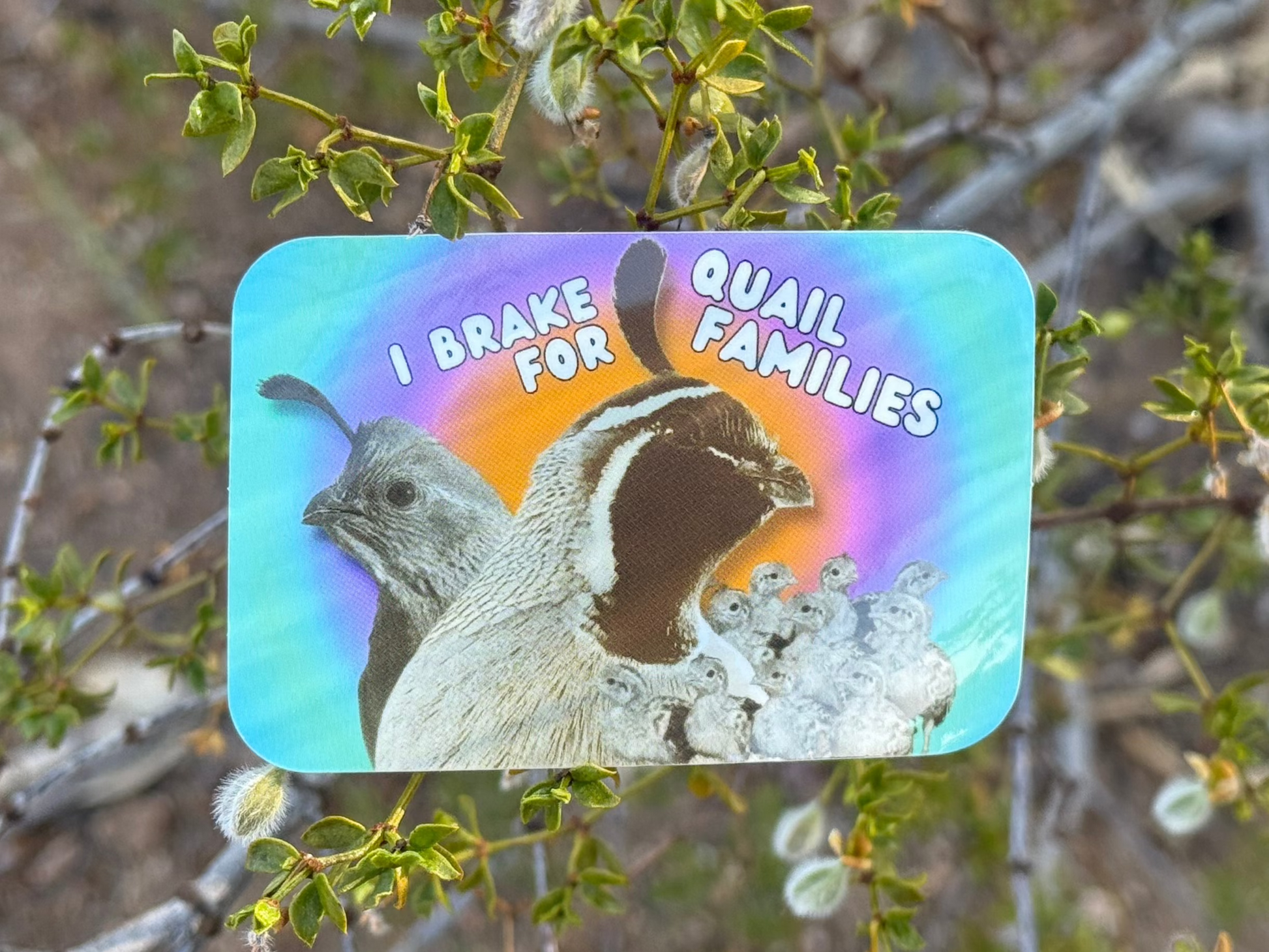 tucson sticker gambel's quail birder gift